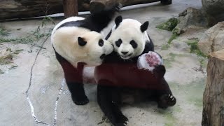 20220715 圓圓霸佔葡萄冰 圓寶終分一杯羹(午餐) Giant Panda Yuan Yuan \u0026 Yuan Bao