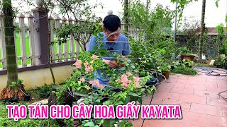 Tạo tán cho cây Hoa Giấy Kayata rất đơn giản