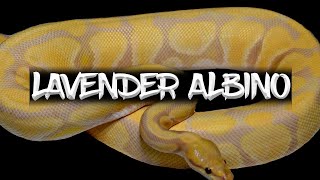 The Lavender Albino (How it Changes with Age)