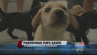 Seven puppies saved by new parvovirus treatment program at PACC