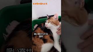 吸い寄せられる猫耳　#ねこのいる生活 #cute #三毛猫