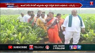 MLA Sandra Venkata Veeraiah Distributes Oil Palm Plants | Pegallapadu | Khammam |T News