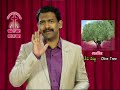 olive tree ఒలీవ చెట్టు pastor joseph edwards message