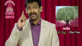 olive Tree -  ఒలీవ చెట్టు  / Pastor Joseph Edwards Message