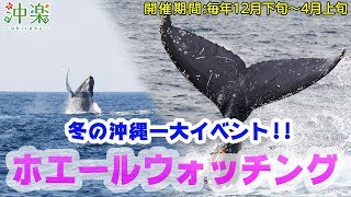 おすすめ！沖縄「ホエールウォッチングツアー」★2020年【沖楽】