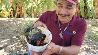 @ElGatoParadoOficial preparando calamar con sabor a pulpo