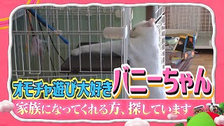 【家族募集中】綱引きする猫バニーちゃん【I LOVE みんなのどうぶつ園公式】Rescued cats waiting for adoption!  PROTECT CATS Chiba JAPAN