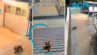 Curious koala seen wandering around Casula, NSW train station