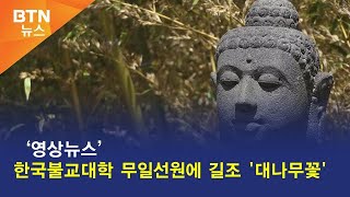 [BTN뉴스] '영상뉴스' 한국불교대학 무일선원에 길조 '대나무꽃'