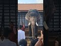 akkikavu karthikeyan u0026 ollukkara jayaram at koodalmanikyam elephant keralaelephant aana anapremi