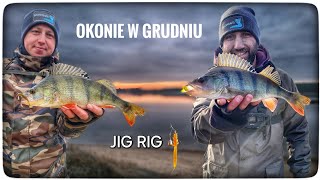 JAK SKUTECZNY JEST JIG RIG // OKONIE NA SPINNING W GRUDNIU // 2024