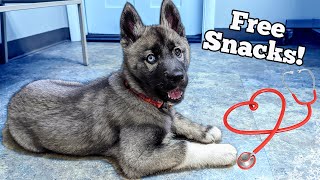 My Husky Puppy's First Time at the Vet 🏥 How Did it Go?