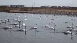 群馬 烏川の白鳥 2015/2/28