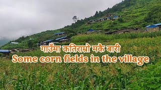 गाउँमा कतिराम्रो मकै बारी || Some corn fields in the village