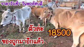 ราคาวัววันนี้ พฤหัสบดีที่ 19ม.ค 66 วัวเนื้อ วัวขุน วัวไท วัวเลี้ยง ตลาดหลักเจ็ด อ.พรรณานิคม จ.สกลนคร