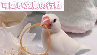 【白文鳥】どこで遊ぶか迷う文鳥　ココア【Java sparrow】