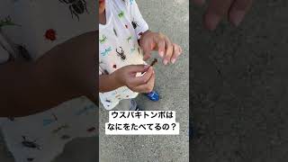 ウスバキトンボは何をたべるの？