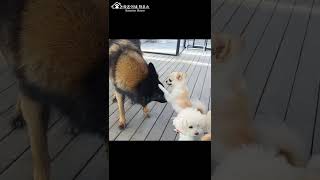 주먹만한 치와와가 덤빌때 셰퍼드가 겁주는방법ㅋㅋㅋThe reaction of Chihuahua and Shepherd when they met