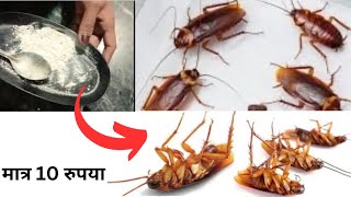 ￼ मात्र 10 में कॉकरोच को जड़ से खत्म करने के घरेलू उपाय / cockroach killer homemade in hindi