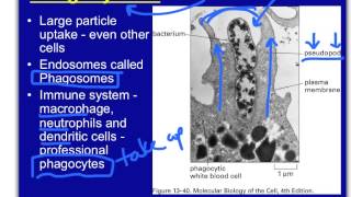Mechanisms for Internalization