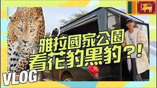 斯里蘭卡人稱小肯亞的雅拉國家公園 看花豹與黑豹 真的很豹欠!!【斯里蘭卡VLOG】