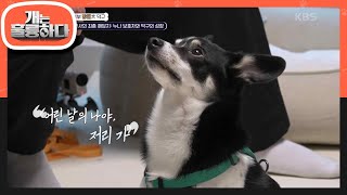 누나 보호자와 덕구가 함께하는 성장✨️ 덕구의 사회성 길러두기 [개는 훌륭하다/Dogs Are Incredible] | KBS 240108 방송