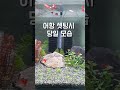 구피 어항 셋팅후 80일간의 변화 구피 물생활 반려동물 aquarium 수초 수초어항 fish 어항 어항꾸미기 guppy