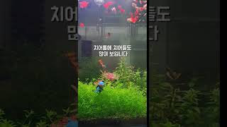 구피 어항 셋팅후 80일간의 변화 #구피 #물생활 #반려동물 #aquarium #수초 #수초어항 #fish #어항 #어항꾸미기 #guppy