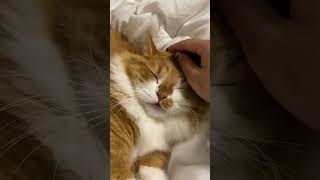 気持ちよさそうに寝ている猫 A sleeping cat that feels good #shorts