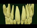 deciduous dentition primary dentition