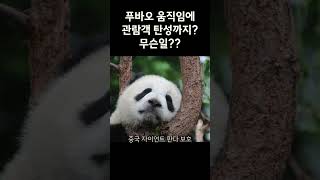 푸바오 움직임 하나에 관람객 탄성??무슨일???