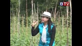 Agriculture 01 08 2015 Cucumber  in Kg Cham(កសិកម្ម_ដំណាំត្រសក់អ្នកកំពង់ចាម)