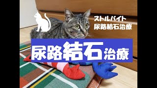 No.19【愛猫の尿路結石治療】（２０２３．０５．０７）