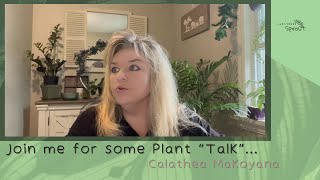 Plant Talk  - The under-rated Calathea Makoyana