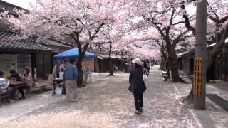 がいせん桜２０１１ 新庄村 mususukunjp