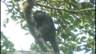 Goualougo Chimpanzee Eating Fruit and Walking Across Branches