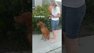 A good dog #animals #dog #doglover #shortvideos #shorts #short #california