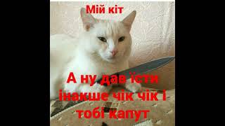 😺 як кіт просить🍗