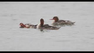 紅胸秋沙  Red-breasted Merganser