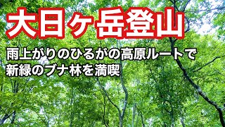 大日ヶ岳登山　雨上がりのブナ林で森林浴を満喫 日帰り登山 ソロ登山