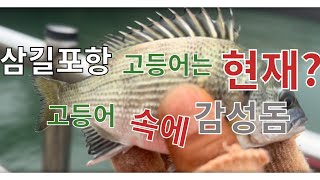 삼길포항 고등어 낚시 마감하면서…