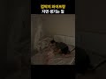 매일 남편이 피곤한 이유 ㅋㅋ husband wife