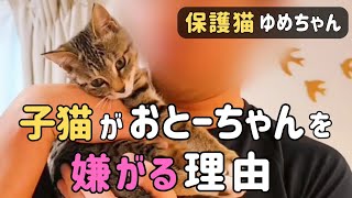 【保護猫】なんと❗️子猫がおとーちゃんに素っ気ない理由が分かりました