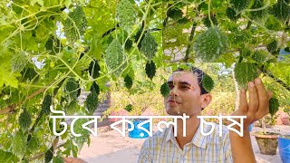 টবে করলা চাষ পদ্ধতি। জৈব পদ্ধতিতে ছাদ বাগানে করলা চাষ। How to grow Bitter gourd in a  pot .