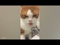 you laugh you lose😊😿👋funniest dogs and cats 2025🤣🙌