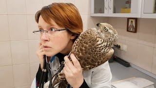 A flyer with a concussion. A goshawk being examined by a vet.