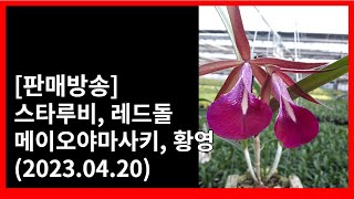 [주문마감] 카틀레야 스타루비, 메이오야마사키, 레드돌, 소엽풍란 황영 (2023.04.20)