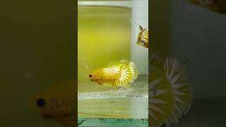 Fccp yellow star tail (indo)💛💛💛💛💛💛🤍🤍#bettasales #chennaibetta #bettaindia