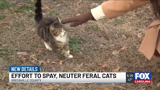 Neighbors to get help keeping up with growing feral cat population
