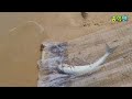 기수역을 뚫자마자 들어온건 cast net fishing 바다투망 투망달인 숭어투망 학꽁치